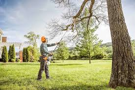 Best Storm Damage Tree Cleanup  in Front Royal, VA