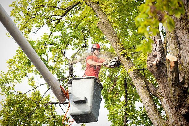 Best Utility Line Clearance  in Front Royal, VA